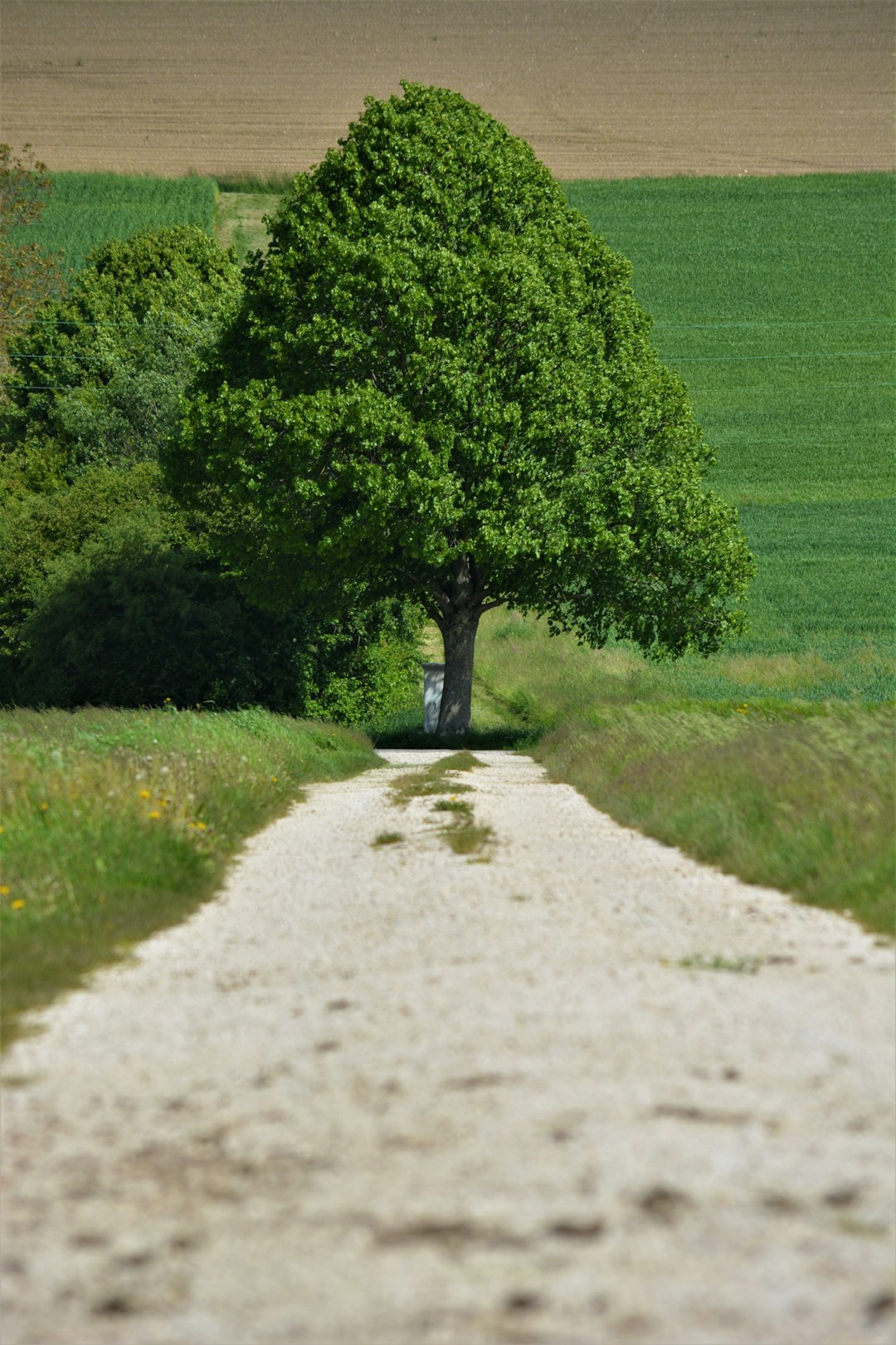 A solitary tree stands at the end of a dirt path in a rural landscape.