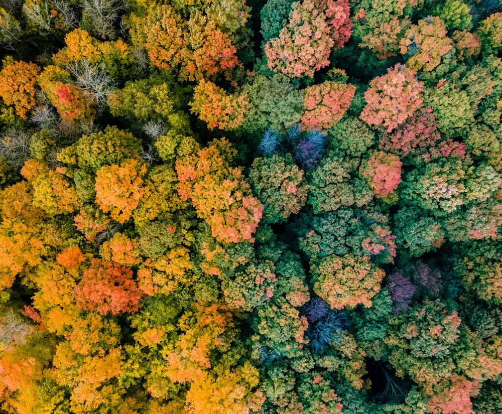 Luftfoto af en skov med farverigt efterårsløv.
