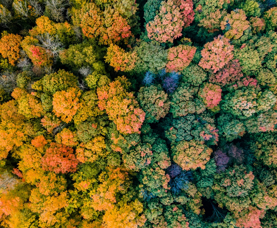 Aerial view of a forest with colorful autumn foliage.