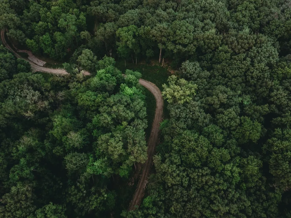 Luftfoto af en snoet sti gennem en tæt skov.