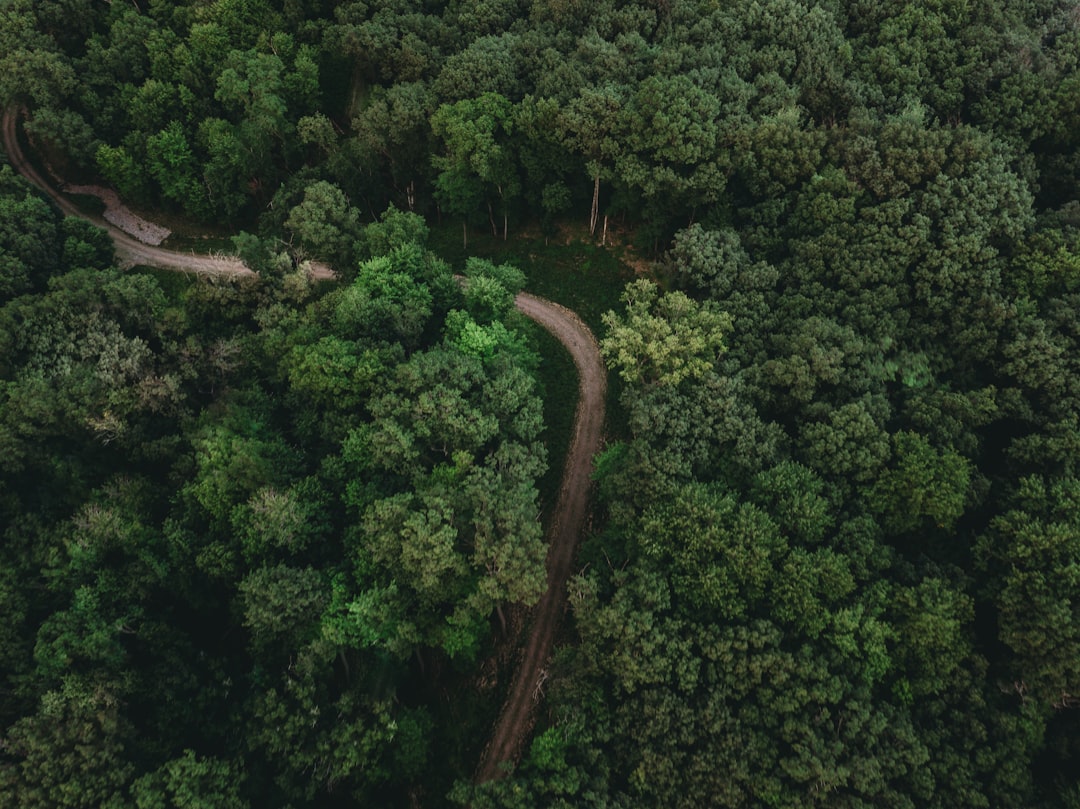 Aerial view of a winding path through a dense forest.