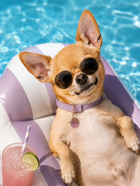 Chihuahua wearing sunglasses relaxing on a pool float.
