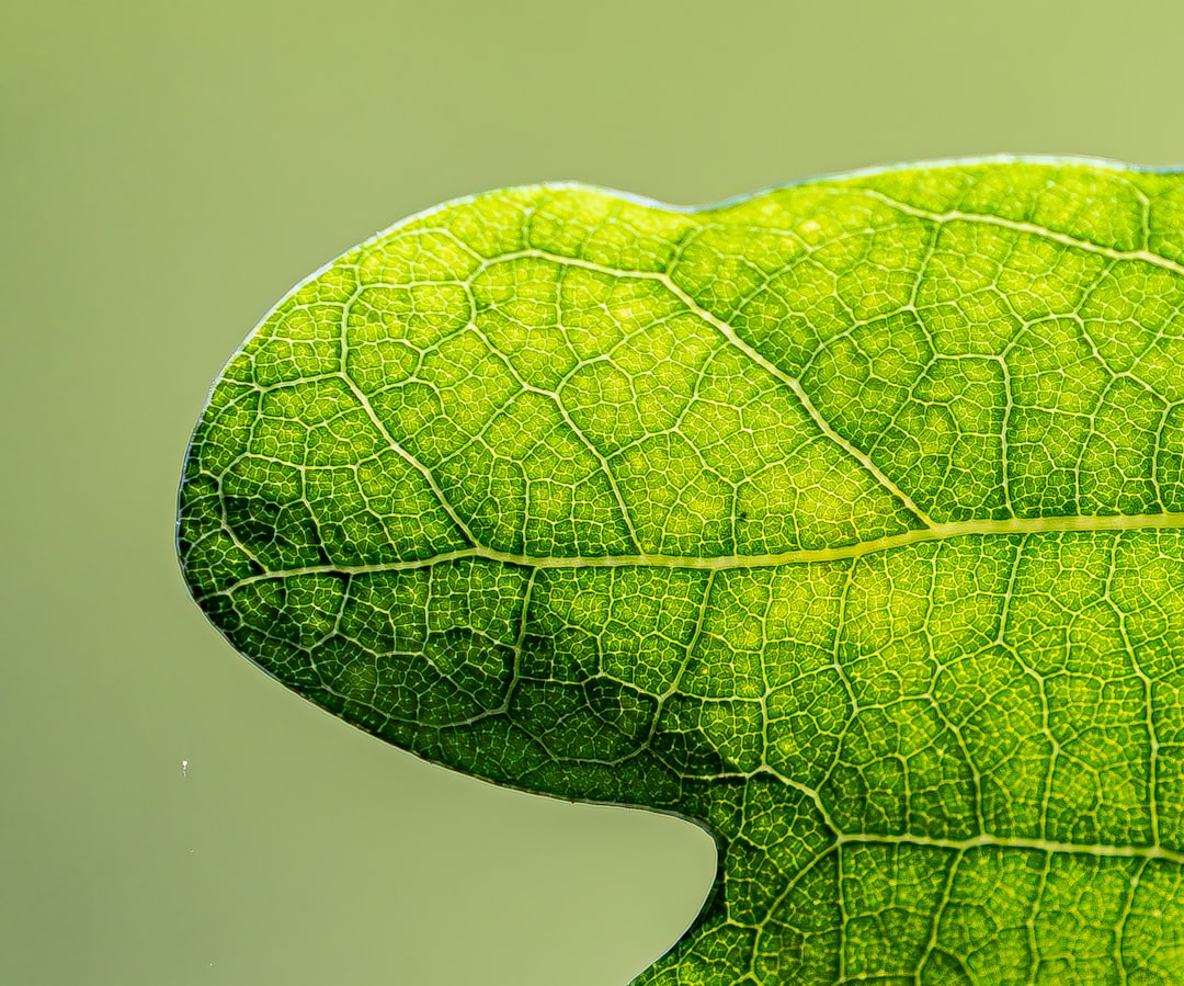Close-up of a green leaf with visible veins.