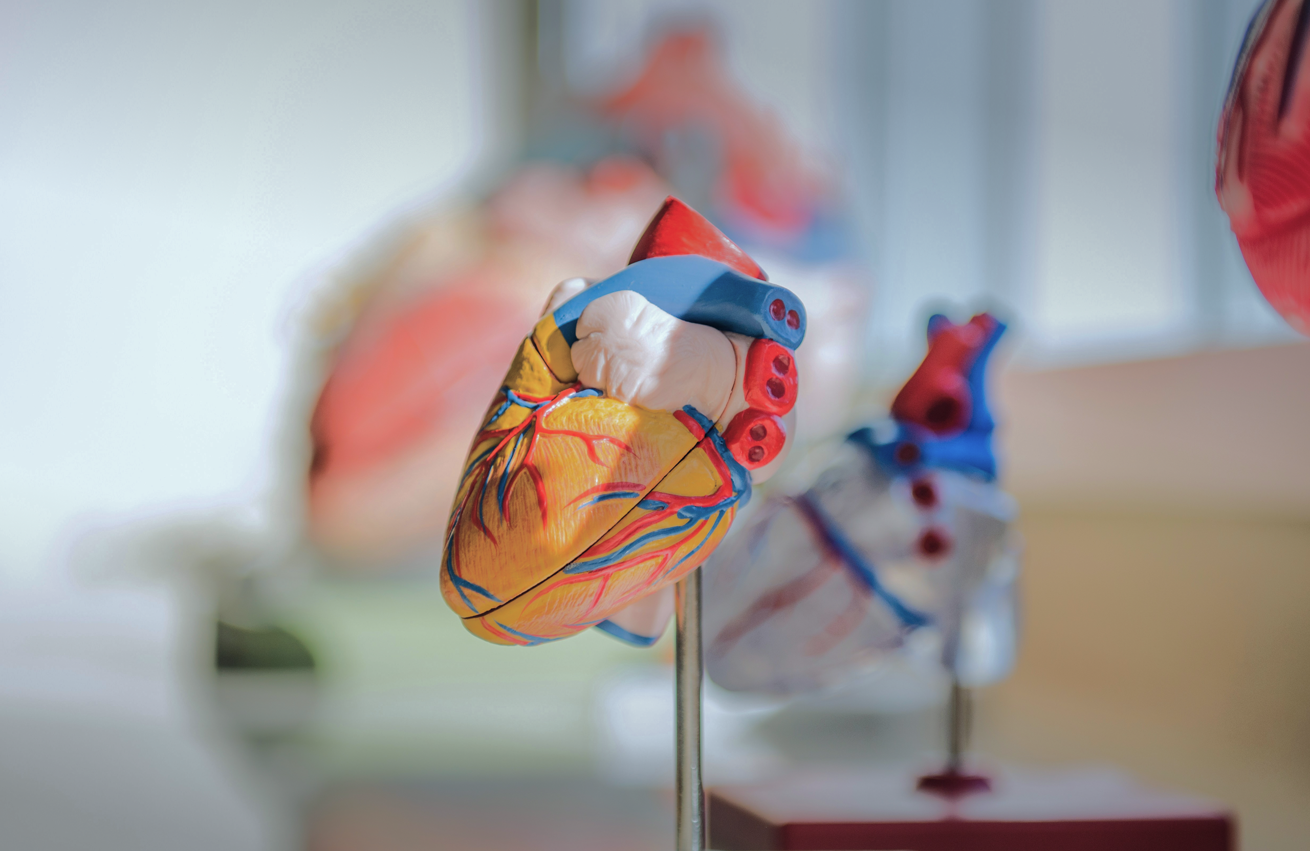 Colorful anatomical heart model on display.