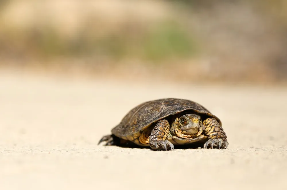 Turtle on a sandy surface.