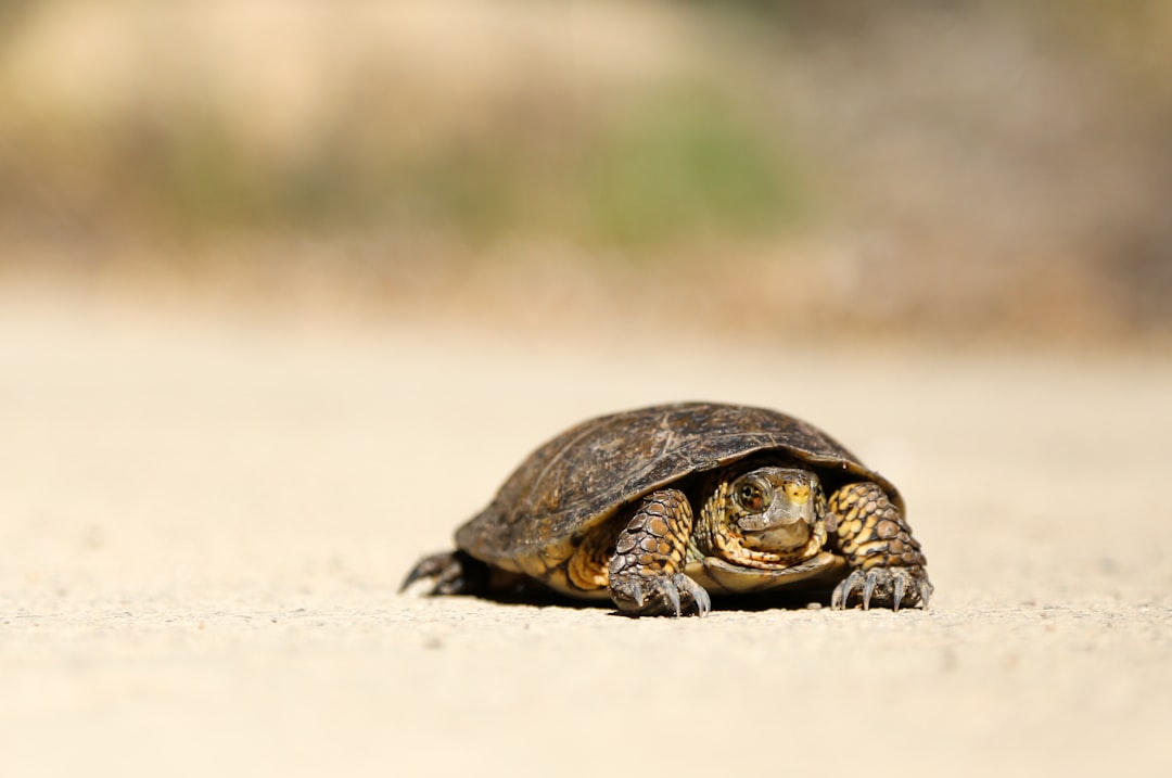 Turtle on a sandy surface.